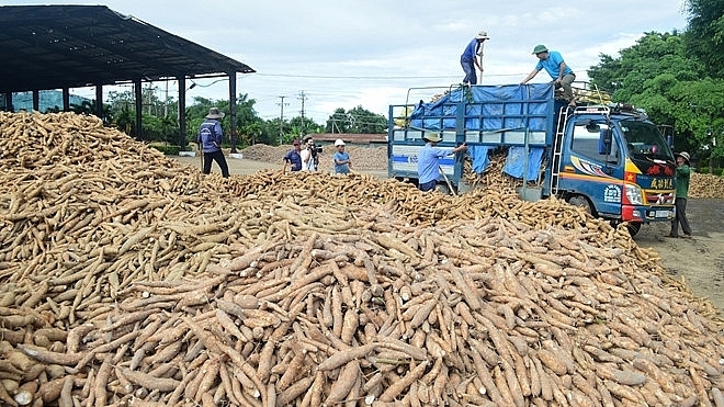 Vietnam gains cassava export growth in 2020
